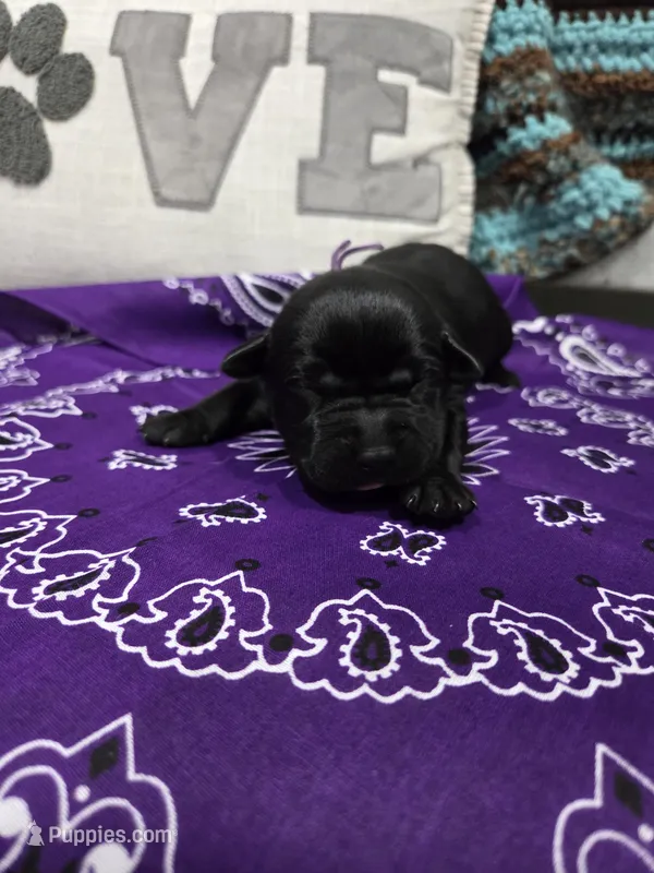 Purple Collar – Labrador Retriever puppy for sale in Calhan, CO