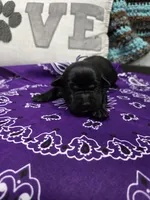 Purple Collar, a female Labrador Retriever for sale in Calhan, CO – 3 of 3