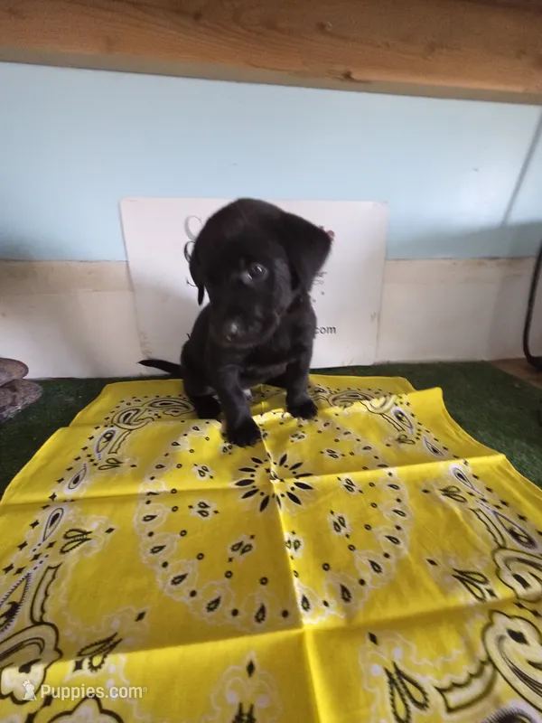 Yellow Collar – Labrador Retriever puppy for sale in Calhan, CO