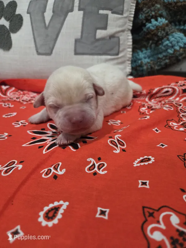 Orange Collar – Labrador Retriever puppy for sale in Calhan, CO