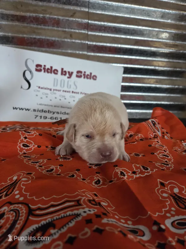 Orange Collar – Labrador Retriever puppy for sale in Calhan, CO