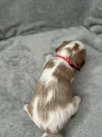 Red male, a male Cavalier King Charles Spaniel for sale in Nineveh, IN – Photo 4 of 4