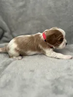 Red male, a male Cavalier King Charles Spaniel for sale in Nineveh, IN – Photo 3 of 4
