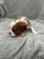 Red male, a male Cavalier King Charles Spaniel for sale in Nineveh, IN – Photo 2 of 4
