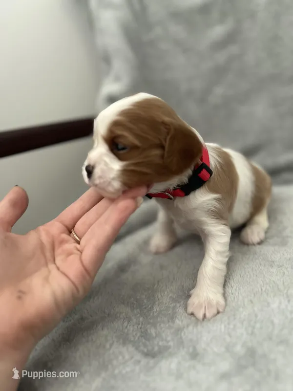 Red male – Cavalier King Charles Spaniel puppy for sale in Nineveh, IN