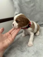 Red male, a male Cavalier King Charles Spaniel for sale in Nineveh, IN – Photo 1 of 4