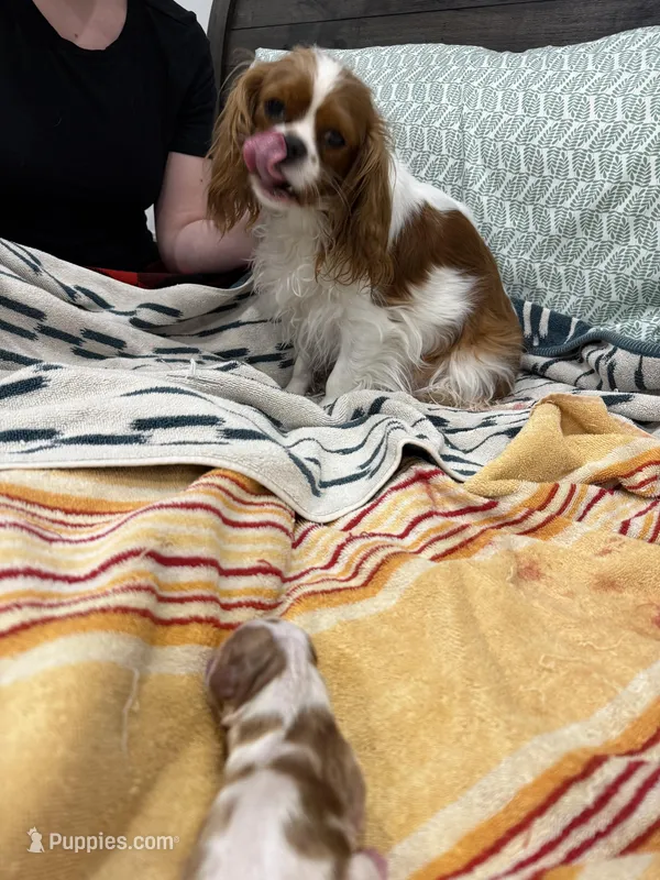 Male 5 – Cavalier King Charles Spaniel puppy for sale in Nineveh, IN