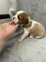 Green male, a male Cavalier King Charles Spaniel for sale in Nineveh, IN – Photo 3 of 4