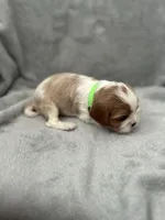 Green male, a male Cavalier King Charles Spaniel for sale in Nineveh, IN – Photo 2 of 4