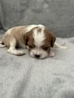 Green male, a male Cavalier King Charles Spaniel for sale in Nineveh, IN – Photo 1 of 4