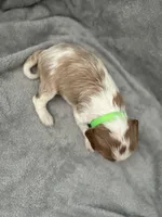 Green male, a male Cavalier King Charles Spaniel for sale in Nineveh, IN – Photo 4 of 4