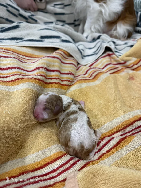 Make 3 – Cavalier King Charles Spaniel puppy for sale in Nineveh, IN