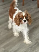 Black male, a male Cavalier King Charles Spaniel for sale in Nineveh, IN – 5 of 7