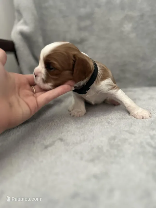 Black male – Cavalier King Charles Spaniel puppy for sale in Nineveh, IN