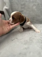 Black male, a male Cavalier King Charles Spaniel for sale in Nineveh, IN – Photo 2 of 4