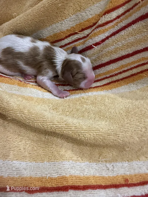 Male 2 – Cavalier King Charles Spaniel puppy for sale in Nineveh, IN