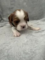 Black male, a male Cavalier King Charles Spaniel for sale in Nineveh, IN – Photo 1 of 4