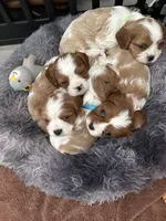 Black male, a male Cavalier King Charles Spaniel for sale in Nineveh, IN – 7 of 7