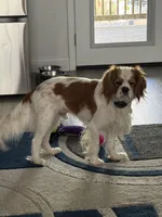 Black male, a male Cavalier King Charles Spaniel for sale in Nineveh, IN – 6 of 7