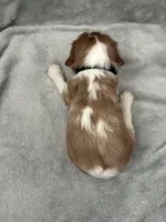 Black male, a male Cavalier King Charles Spaniel for sale in Nineveh, IN – Photo 4 of 4