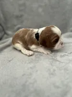 Black male, a male Cavalier King Charles Spaniel for sale in Nineveh, IN – Photo 3 of 4