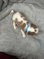 Blue male, a male Cavalier King Charles Spaniel for sale in Nineveh, IN – Photo 3 of 4