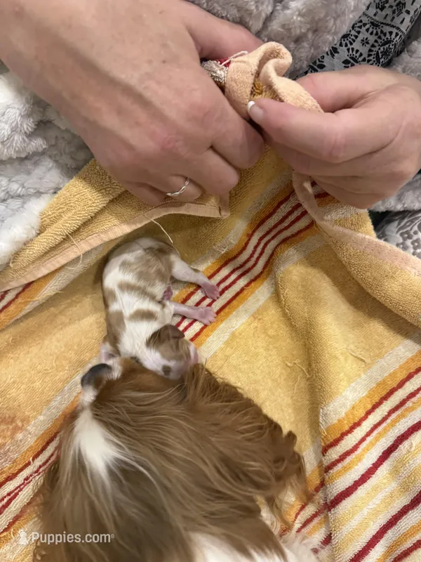 Male 4 – Cavalier King Charles Spaniel puppy for sale in Nineveh, IN