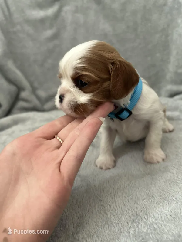 Blue male – Cavalier King Charles Spaniel puppy for sale in Nineveh, IN