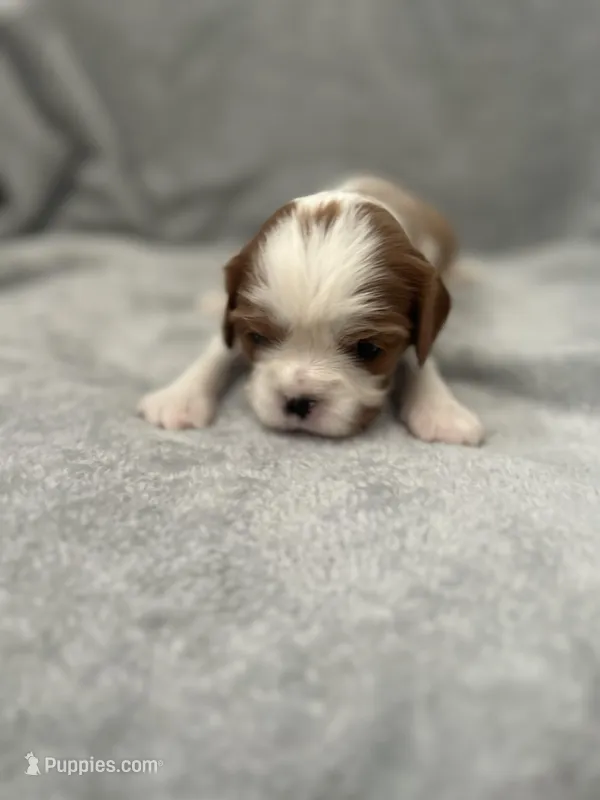 Blue male – Cavalier King Charles Spaniel puppy for sale in Nineveh, IN