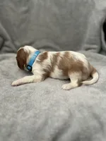 Blue male, a male Cavalier King Charles Spaniel for sale in Nineveh, IN – Photo 2 of 4