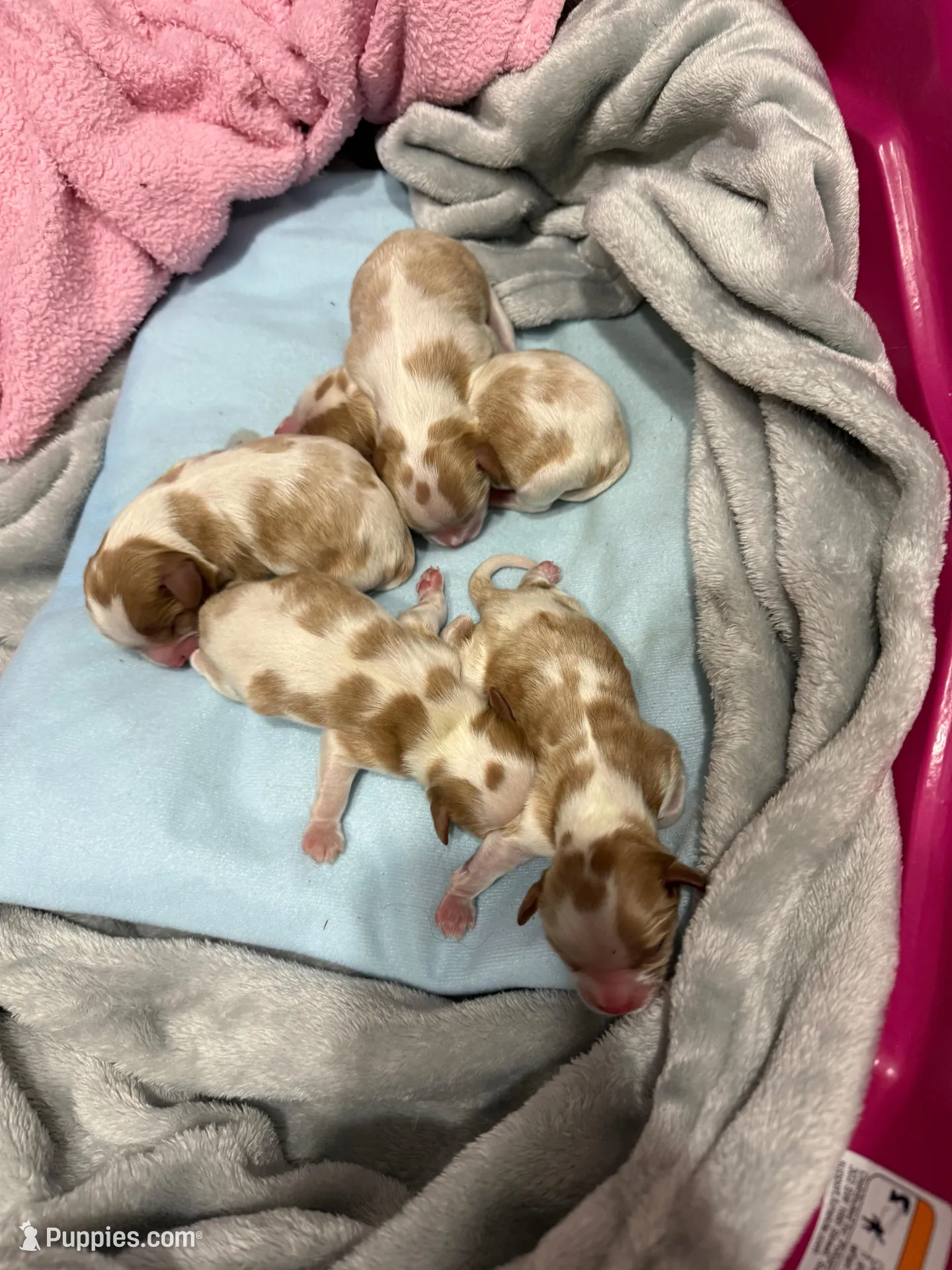 Male 1 – Cavalier King Charles Spaniel puppy for sale in Nineveh, IN