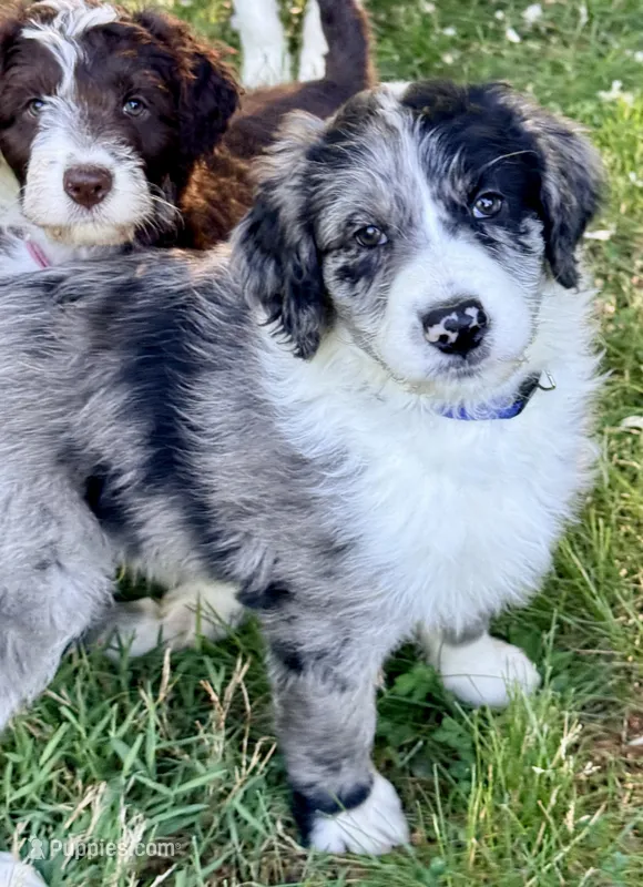 Superman – Aussiedoodle puppy for sale in Bedford, VA