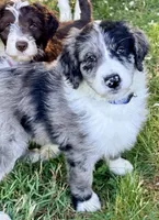 Superman, a male Aussiedoodle for sale in Bedford, VA – 1 of 2