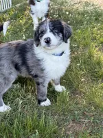 Superman, a male Aussiedoodle for sale in Bedford, VA – 2 of 2