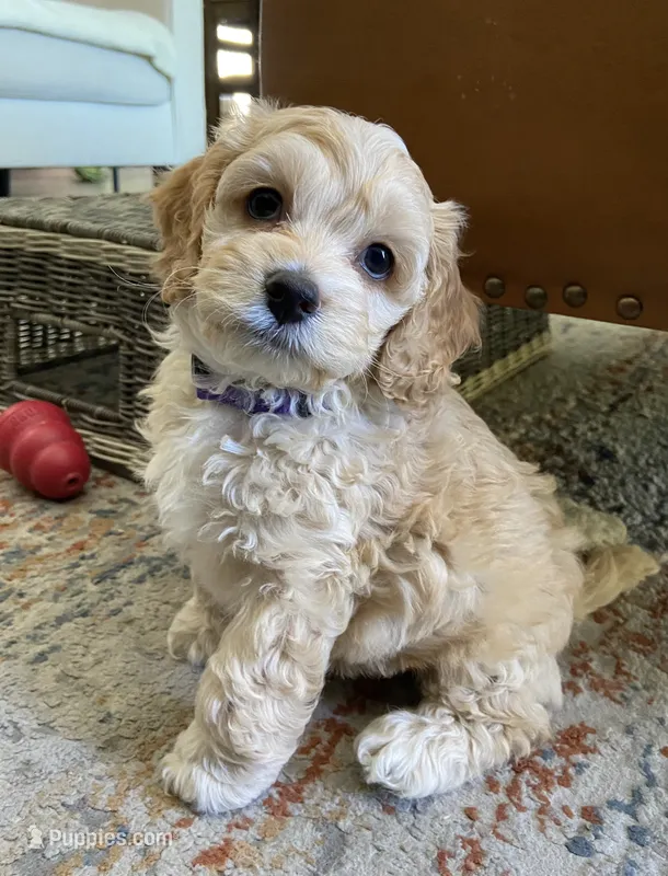 Pearl – Cockapoo puppy for sale in Elk Grove, CA