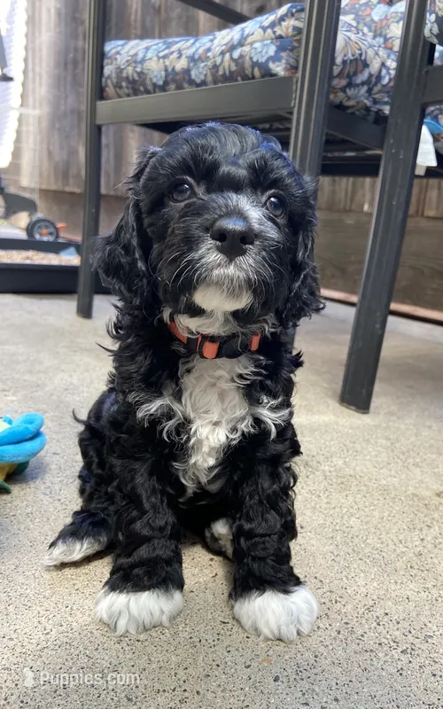 Cruiser – Cockapoo puppy for sale in Elk Grove, CA