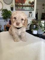 Tug, a male Cockapoo for sale in Elk Grove, CA – 1 of 3