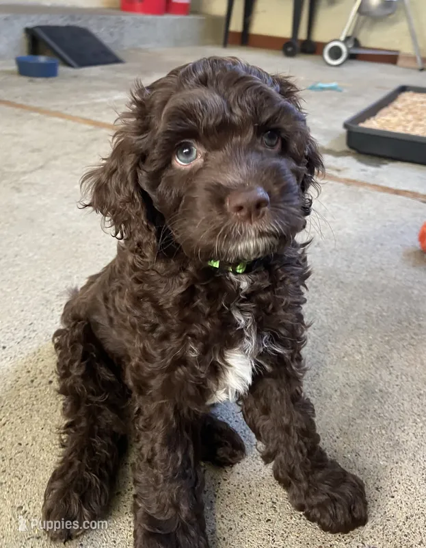 Cove – Cockapoo puppy for sale in Elk Grove, CA