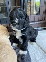 Cruiser, a male Cockapoo for sale in Elk Grove, CA – 3 of 4