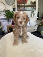 Stormy, a female Cockapoo for sale in Elk Grove, CA – 2 of 6