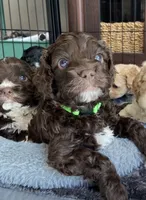 Cove, a male Cockapoo for sale in Elk Grove, CA – 2 of 5