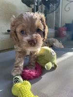Stormy, a female Cockapoo for sale in Elk Grove, CA – 4 of 6