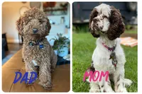 Stormy, a female Cockapoo for sale in Elk Grove, CA – 6 of 6