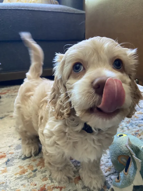 Tug – Cockapoo puppy for sale in Elk Grove, CA
