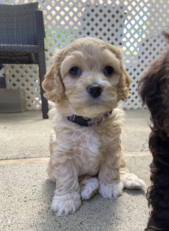 Pearl – Cockapoo puppy for sale in Elk Grove, CA