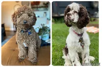 Pearl, a female Cockapoo for sale in Elk Grove, CA – 4 of 4