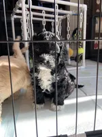 Cruiser, a male Cockapoo for sale in Elk Grove, CA – 2 of 4