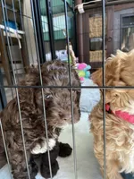 Cove, a male Cockapoo for sale in Elk Grove, CA – 4 of 5