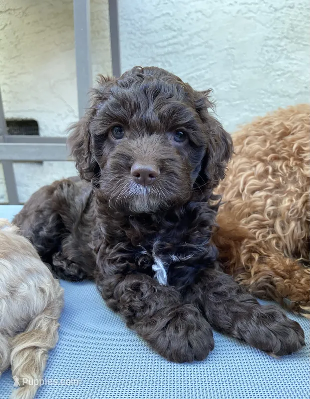 Cove – Cockapoo puppy for sale in Elk Grove, CA