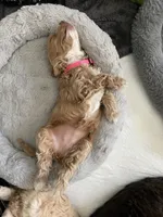 Stormy, a female Cockapoo for sale in Elk Grove, CA – 5 of 6